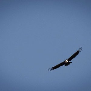 fauna-4